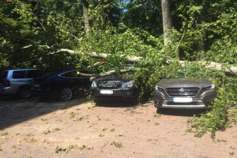 Luxusautókra dőlt egy fa Beregváron