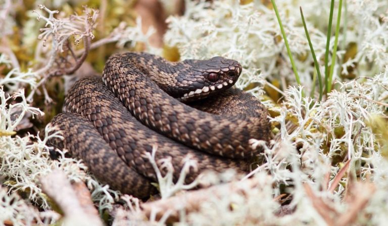 Vipera marhatott meg egy nőt Kárpátalján