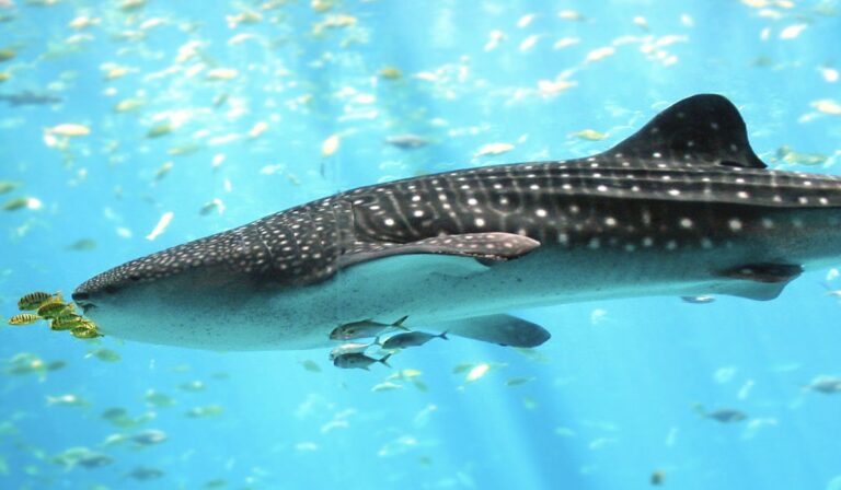 A cetcápák a világ legnagyobb mindenevői