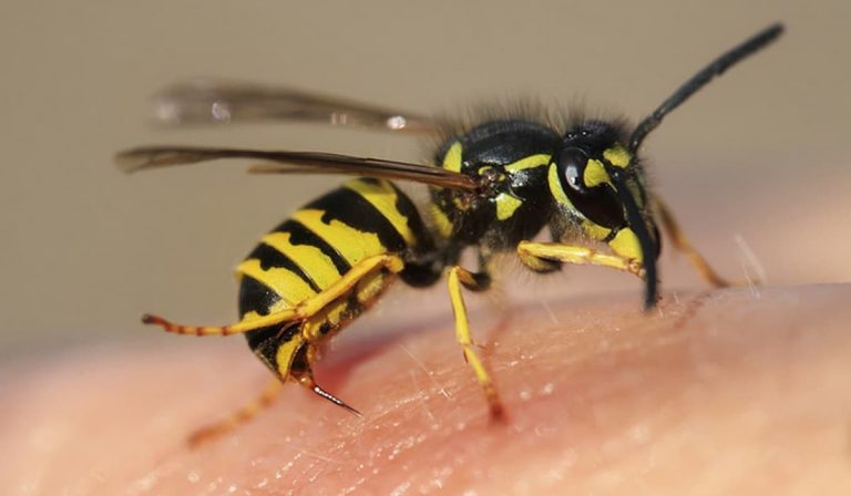 Darázscsípéstől halt meg két férfi Kárpátalján