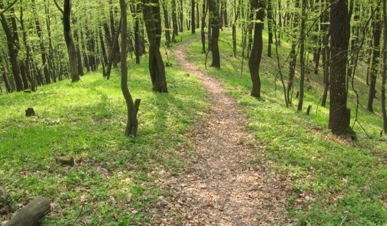 Leállították az erdőben eltűnt idős férfi keresését