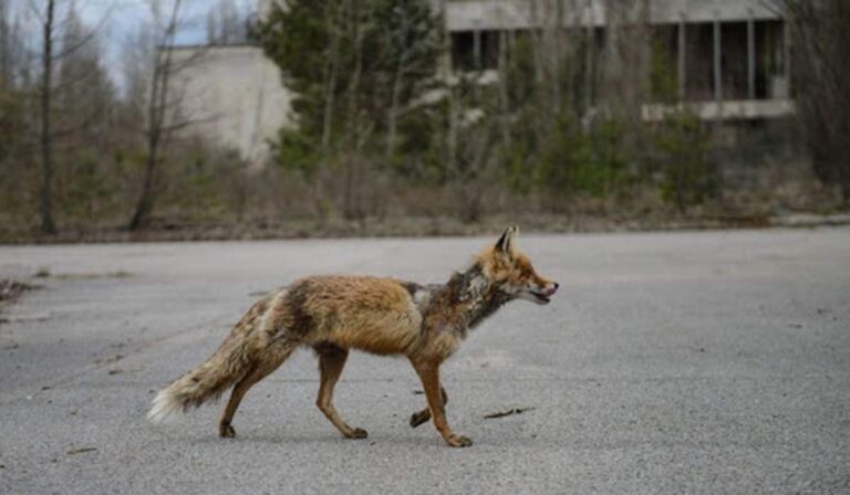Veszettség miatt vezettek be karantént egy kárpátaljai településen