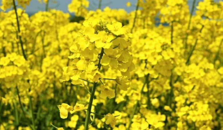 Holtszezonba lép az ukrajnai repcepiac