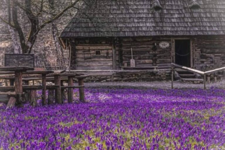 Virágzik a sáfrány Kárpátalján