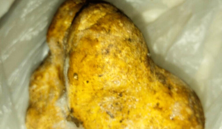 Ritka szarvasgombát találtak a Szinevéri Nemzeti Parkban