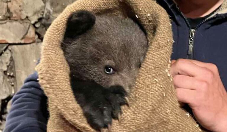 Kárpátalja ma: medvementő akció