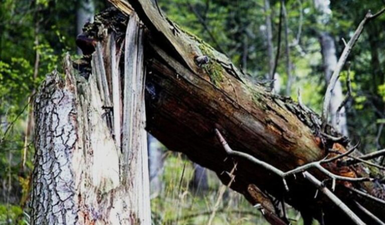 Kárpátaljai erdész halt meg Ökörmezőn