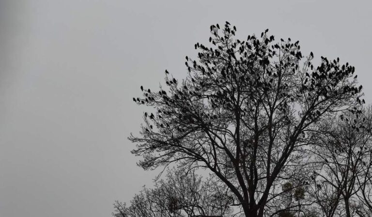 Reményik Sándor: Csak így!