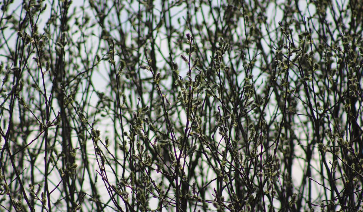 virágvasárnapon zöld ág