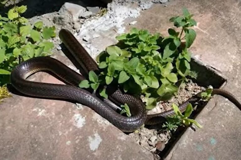 Nagy számban jelentek meg a kígyók Kárpátalján