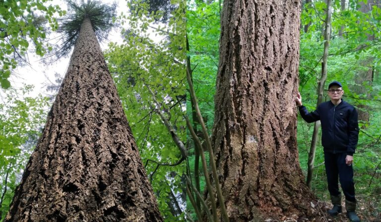 Kárpátalján található Európa legnagyobb fenyőfája