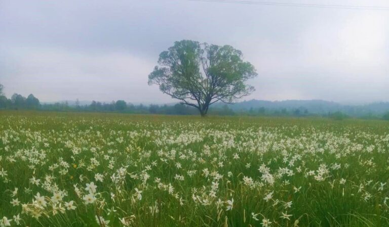 Virágzik a Nárciszok völgye