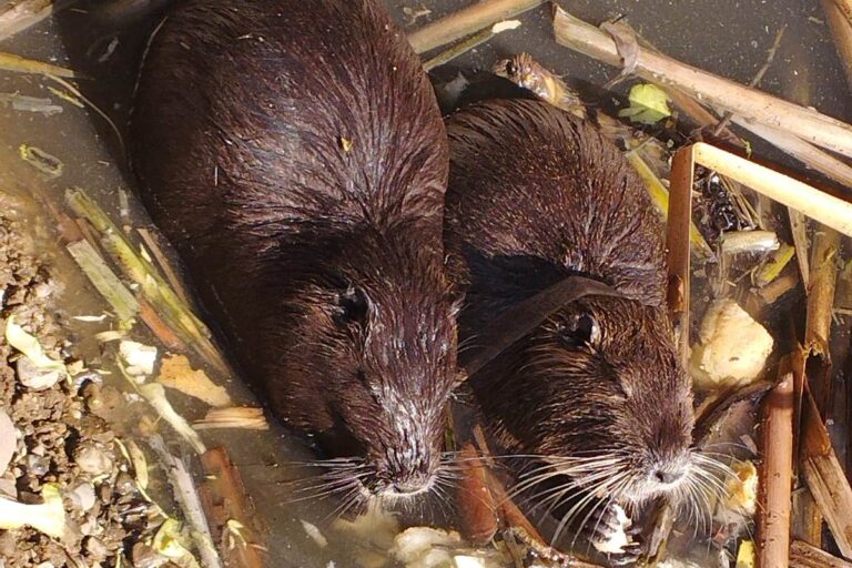 Nutriák a Vérke-parton