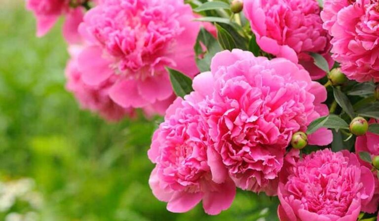 Kosztolányi Dezső: Pünkösd