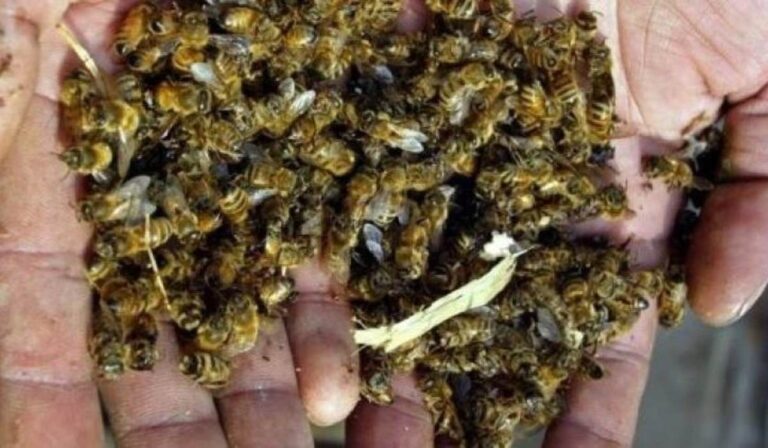Tömeges méhpusztulás történt Vinnyica megyében