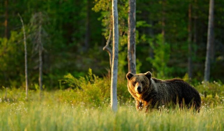 Medvét láttak Asztélyban
