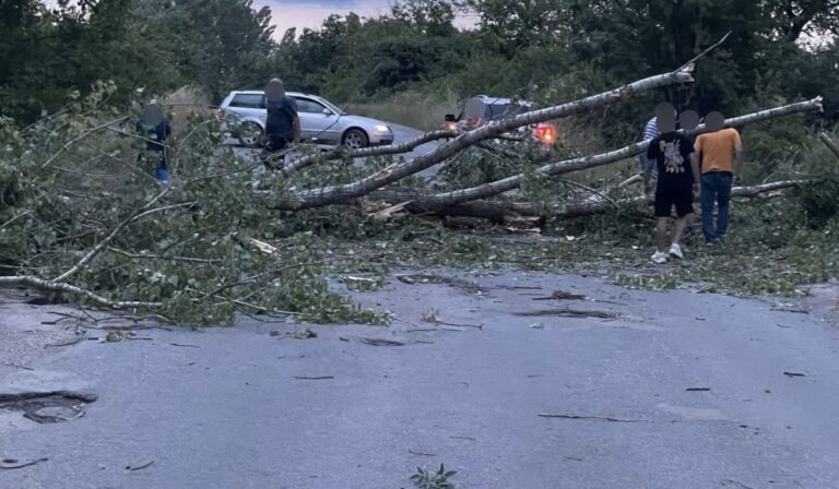 Fák dőltek ki Kígyós és Nagybereg között