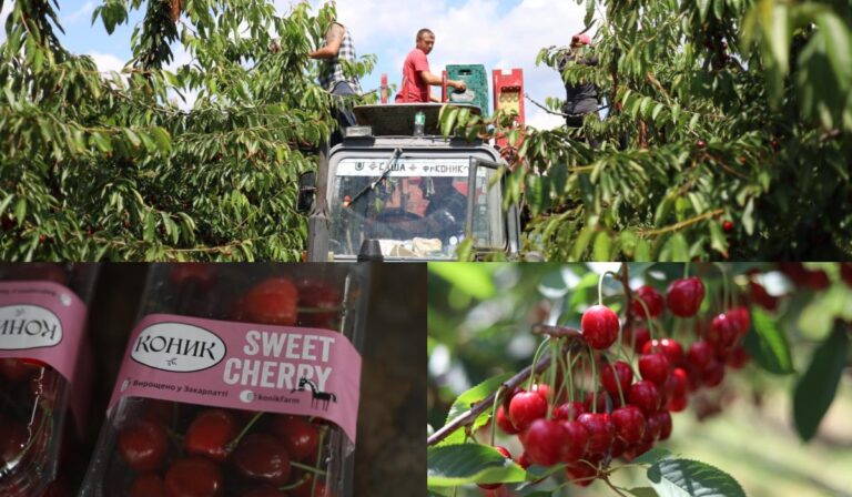Kárpátaljai vállalkozások: a Konik farmergazdaság
