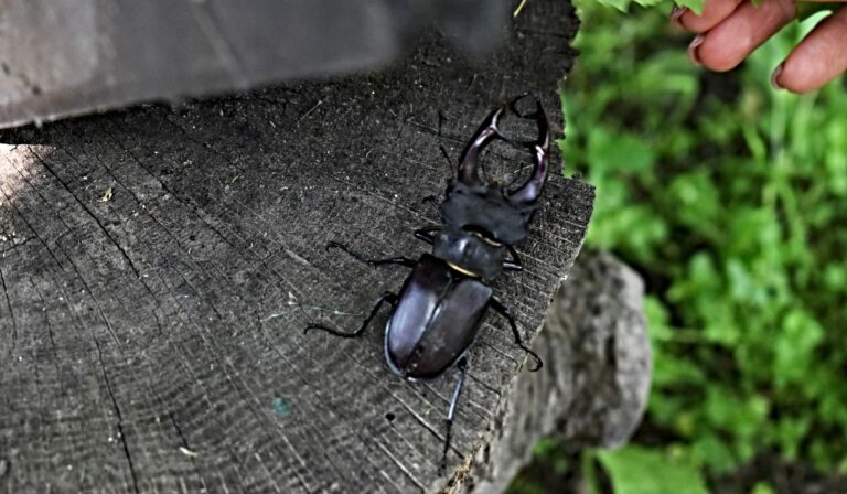 Kopriva Nikolett: csoda