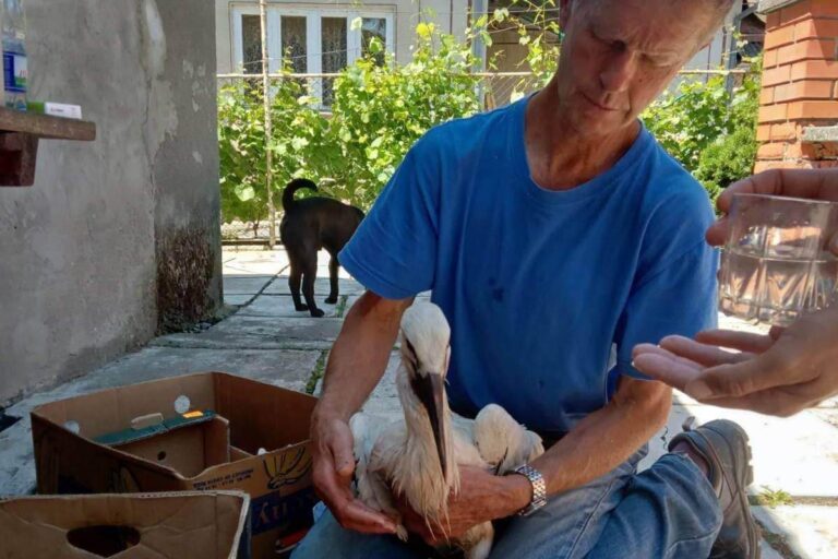 Gólyamentés Rafajnaújfaluban