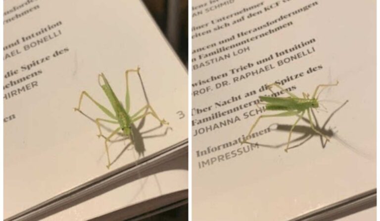 „Bibliaolvasó” zöld lombszöcském, köszönöm Neked – hétközi imafohász