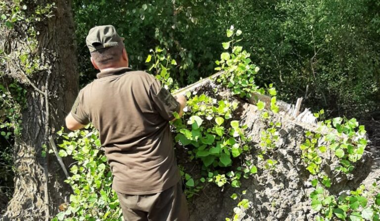 Illegálisan vágtak ki fákat a Nagyszőlősi járásban