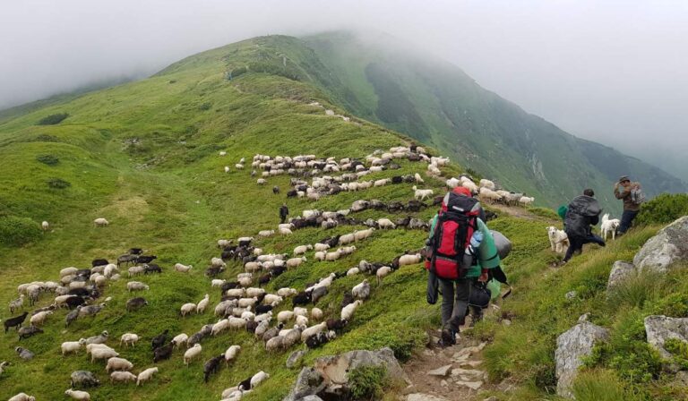 Kárpátaljai szokások: a juhok kihajtása a hegyi legelőre