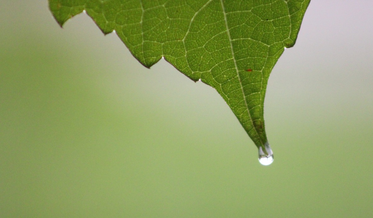 level-eső esőcsepp