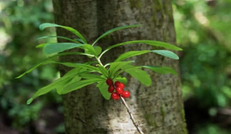 Mérgező erdei bogyók