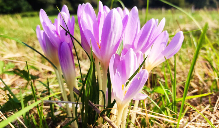 Őszi krókuszvirágzás Kárpátalján