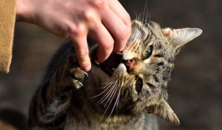 Házi kedvencek között is terjed a veszettség Kárpátalján