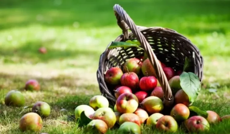 Őszi kedvenc: az alma