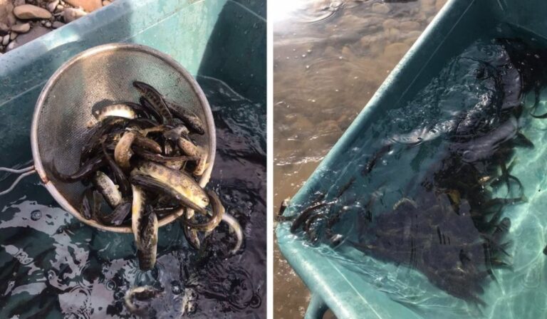 Több mint 2 000 sebes pisztrángot telepítettek Kárpátalja folyóiba