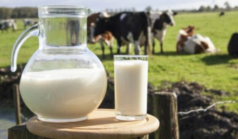 Veszélyben a tejtermelő gazdaságok Ukrajnában