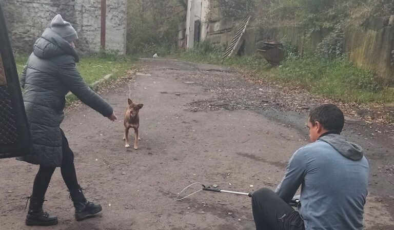 Kóbor állatokat oltottak és ivartalanítottak Perecsenyben