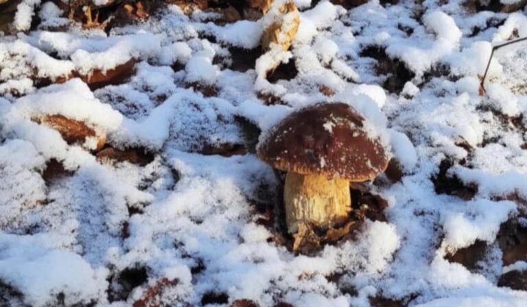 Kárpátalja ma: gomba a hóban