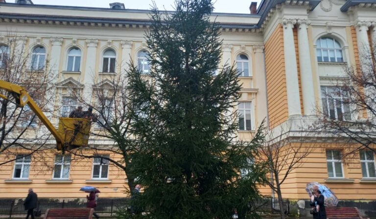 Kárpátalja ma: megérkezett Beregszász fenyőfája