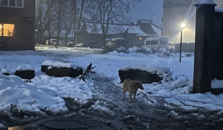 Kóbor kutyákat mérgeztek és vertek meg Szolyván