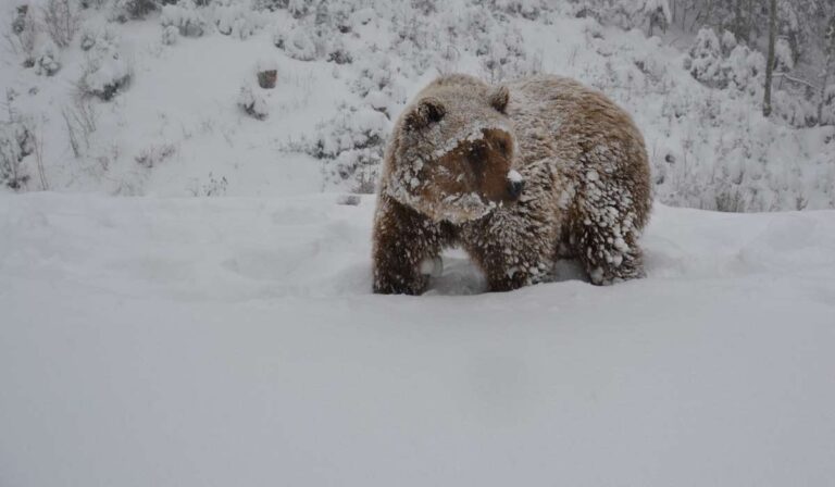 Kárpátalja ma: téli álom