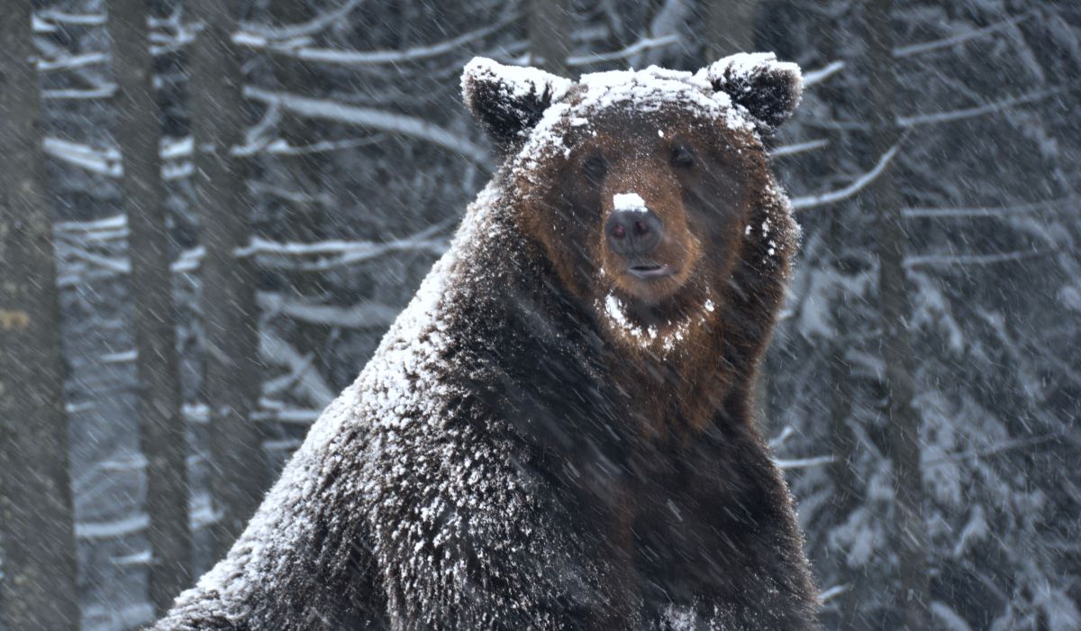 maciverzum medve tél Szinevér
