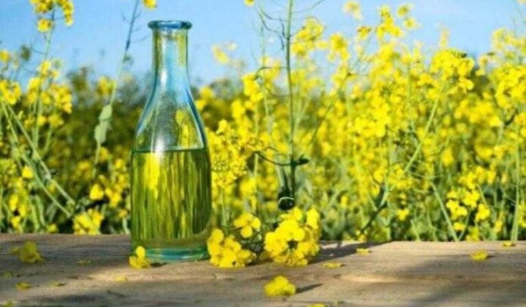 Ukrajna megduplázta repceolaj exportját az Európai Unió országaiba