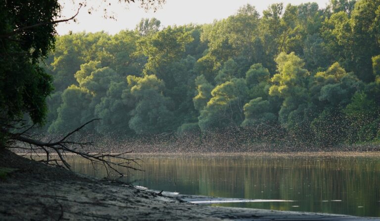 Ma van a Tisza élővilágának emléknapja