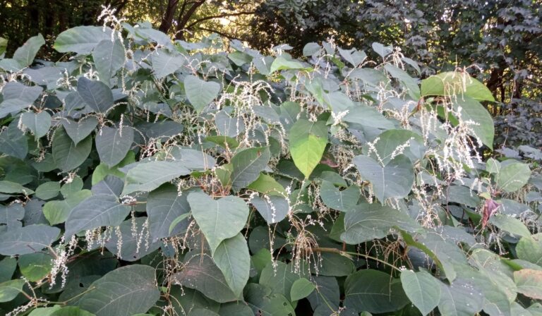 Az invazív gyomok mezőgazdasági szerepe