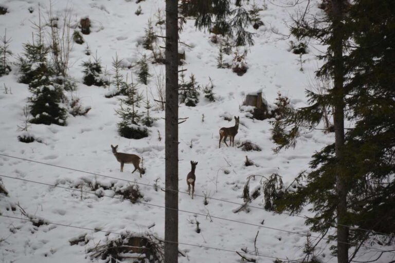 Kárpátalja ma: őzikék Kárpátalján