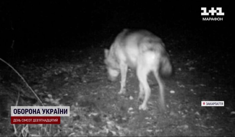 Farkasok az Ungvári járásban