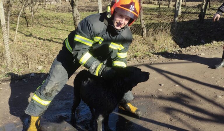 Kutyamentés Iloncán