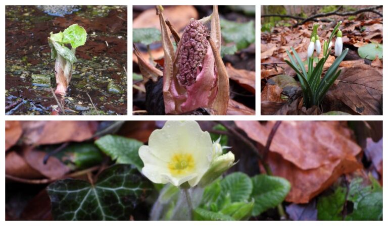 Megjelentek az első virágok a kárpátaljai erdőkben