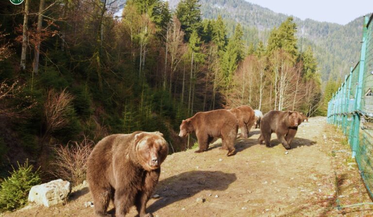 Kárpátalja ma: ébredés