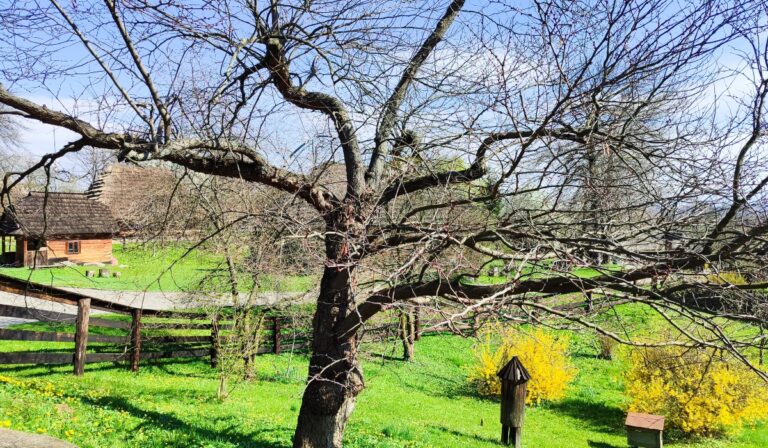 Ágak közt éled a tavasz