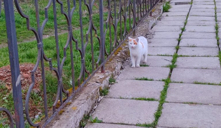 Hajszára fel